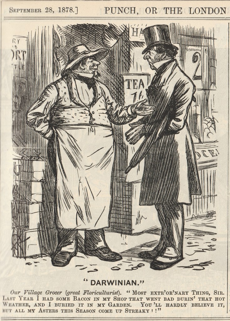 A cartoon entitled 'Darwinian' from the Punch magazine. A butcher shows his muddled understanding of Darwinian ideas by suggesting that planting bacon in his garden has made all his flowers go streaky.